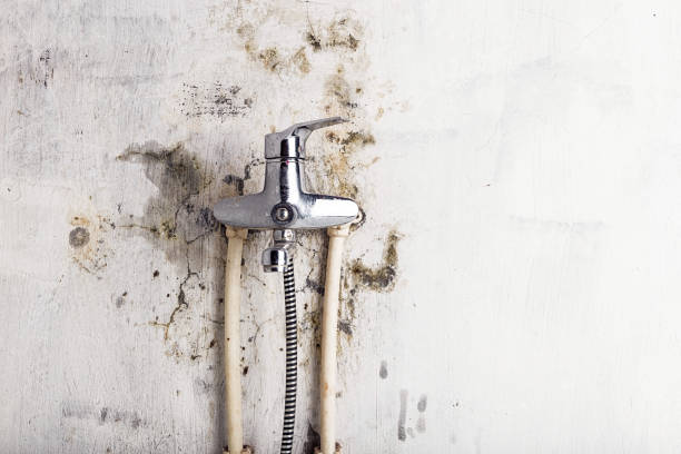 Reliable Florence, OR Mold Removal Solutions