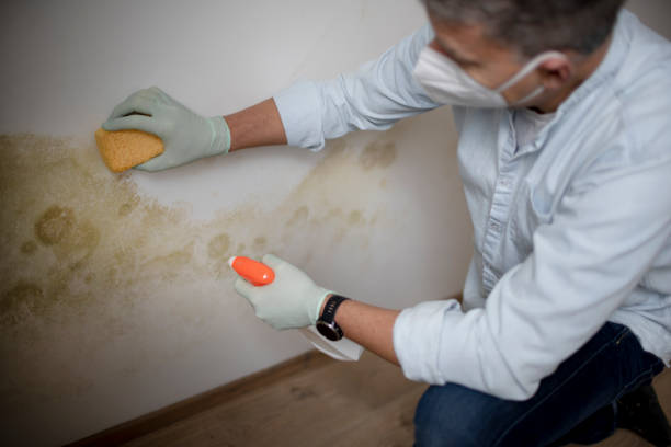 Best Mold Damage Repair  in Flence, OR