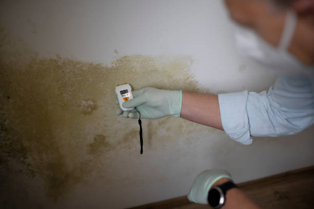 Best Certified Mold Removal  in Flence, OR