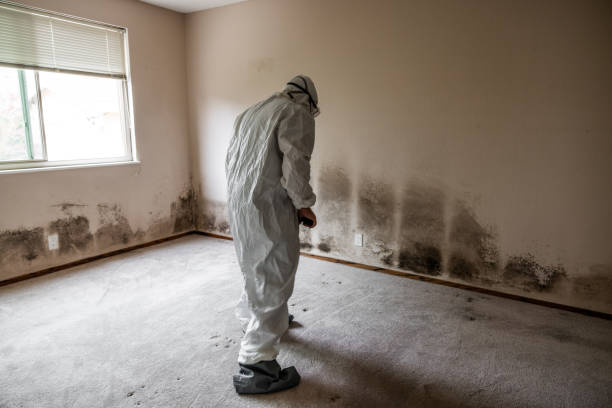 Mold Testing and Removal in Florence, OR